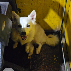 A White Pomeranian Dog Found from Pune Cantonment, Pune