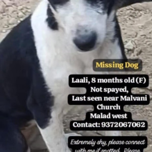 A Black and White Indie Dog Missing from Malad West, Mumbai