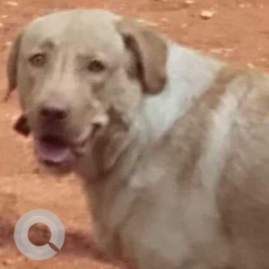 Missing: White-Brown Mix Male Labrador Dog from Timber Market