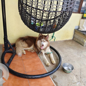 A White-Brown Mix Husky Dog Found from Sir MV Layout, Bengaluru-2