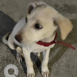 Missing: White Female Indie Dog from Kothapet SRL Colony-3
