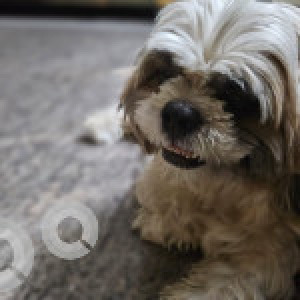 Missing: White-Brown Mix Female shih tzu Dog from Ashok nagar
