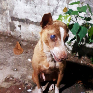 Missing: Brown Female Indie Dog from sector 28, Vashi