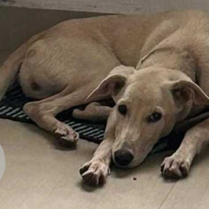 Found: White-Brown Mix Female Indie Dog from Ayyappa Nagar, Hoodi