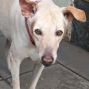 Found: White Male Indie Dog from Kalyaninagar