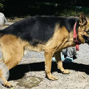 Missing: Black and Brown Male German Shepherd Dog from 135/6, MJ Colony Street Number 5-2