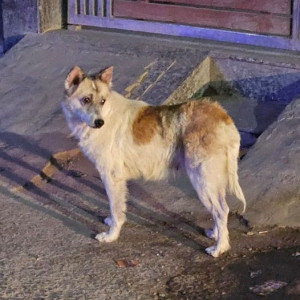 Found: White-Brown Mix Female Indie Dog from Sagarpur, Delhi near shakuntala hospital