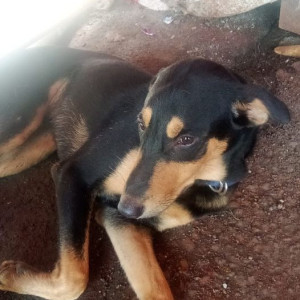 Found: Black and Brown Male Indie Dog from Navjeevan society opposite chembur