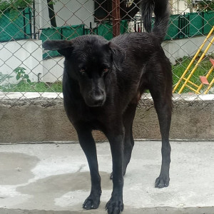 Found: Black Male Indie Dog from Panchwati, Pashan, Pune