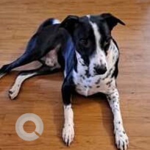 A Black and White Indie Dog Missing from Dr. Shivaram Karanth Layout, Bengaluru