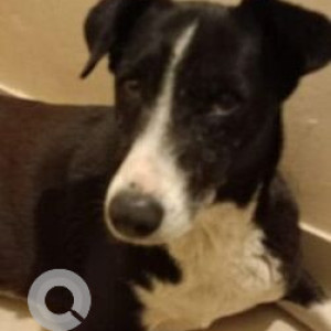 Found: Black and White Female Indie Dog from Wadachi wadi, Undri, Pune area near Nayakoba Mandir