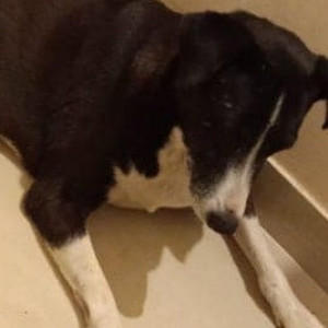 Found: Black and White Female Indie Dog from Wadachi wadi, Undri, Pune area near Nayakoba Mandir-2