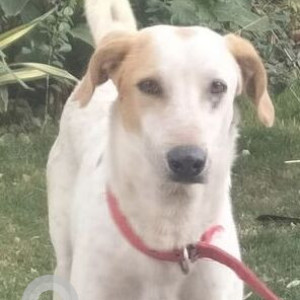 Found: White-Brown Mix Male Indie Dog from Wagholi, Pune