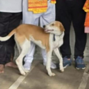 A White-Brown Mix Indie Dog Missing from Dhankawadi, Pune
