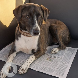 A Black and Brown Indie Dog Missing from Wakad, Pimpri Chinchwad