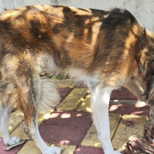 A White-Brown Mix Indie Dog Found from Wakad, Pimpri Chinchwad-2