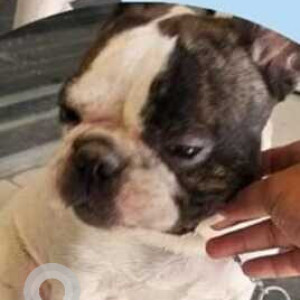 Found: White and Grey Male French Bulldog Dog from Airtel road, Kaspate wasti road, Wakad-2