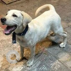 Found: White Female Labrador Dog from 7th heaven, Wakad