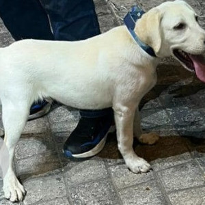 Found: White Female Labrador Dog from 7th heaven, Wakad-2