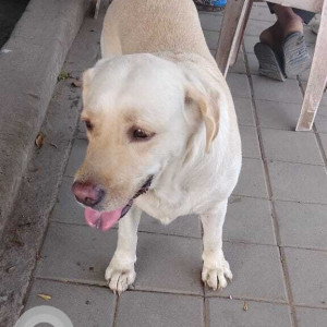 White Female Labrador Dog is Found from Dange Chowk, Wakad