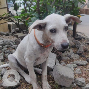 Missing: White Male Indie Dog from Kumar Parag Society, Wanawadi