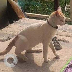 A White-Brown Mix Indie Cat Missing from Halasuru, Bengaluru-4