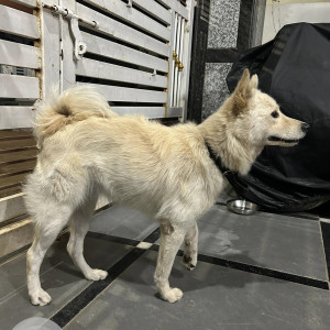 A White-Brown Mix Pomeranian Dog Found from Narsingi, Hyderabad-2