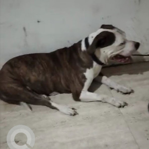 Found: White-Brown Mix Female Pitbull Dog from Tilak Nagar-2