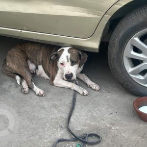 Found: White-Brown Mix Female Pitbull Dog from Tilak Nagar