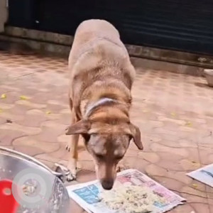 Indie dog is misssing from Wanowrie, near Tressup Parlour, Silver valley society