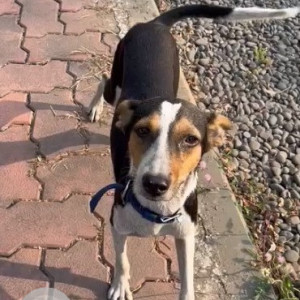 Indie dog is found wandering near Wonders Park in the Nerul area