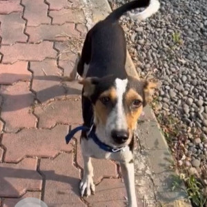 Indie dog is found wandering near Wonders Park in the Nerul area-2