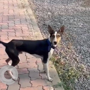 Indie dog is found wandering near Wonders Park in the Nerul area-3