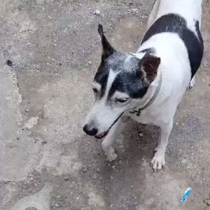 Indie dog is missing from Eksar Borivali west-2