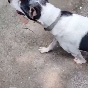 Indie dog is missing from Eksar Borivali west-3