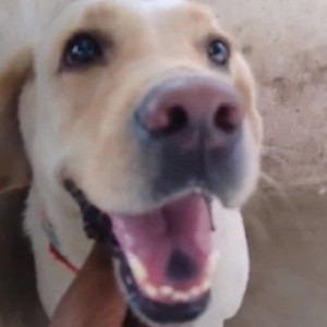 White Female Labrador Dog is Found from Dange Chowk, Wakad-2