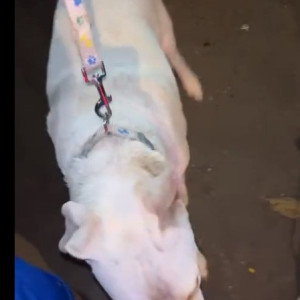 White Male Indie Dog is Found from Andheri West Near Shabri Hotel-3