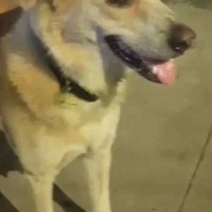 Golden Male Aspin Dog is Found from Kotturpram, AMM school , near the Bus Stand-3