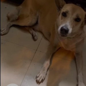 Brown Female Indie Dog is Missing from Shree Ganesh society, sector 20 Kharghar