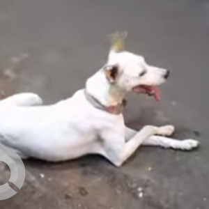 White Male Indie Dog is Found from Bandra West, Pali Naaka