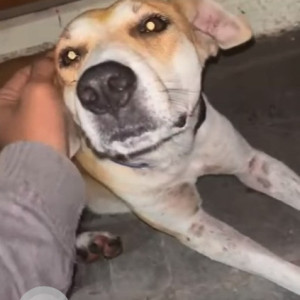 Brown Male Indie Dog is Missing from Moraya colony, sant Tukaram nagar, near Shramajivi Highschool, Bhosari-3