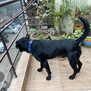 Missing: Black Male Labrador Dog from HUDA Housing Board colony, Sector 40, Gurgaon