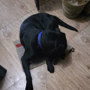 Missing: Black Male Labrador Dog from HUDA Housing Board colony, Sector 40, Gurgaon-2