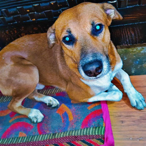 Missing: White-Brown Mix Male Indie Dog from kisan ganj Sarai Rohilla Delhi