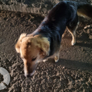 Found: Black and Brown Female Indie Dog from Liquor shop, IFFCO Chowk, Gurugram-3