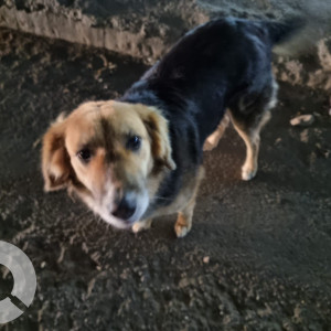 Found: Black and Brown Female Indie Dog from Liquor shop, IFFCO Chowk, Gurugram-2