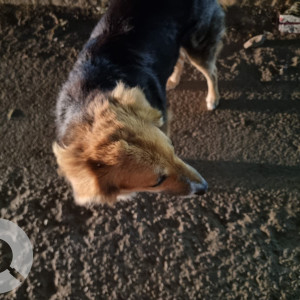 Found: Black and Brown Female Indie Dog from Liquor shop, IFFCO Chowk, Gurugram