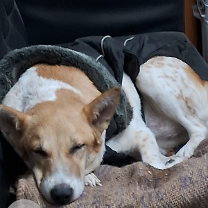 Missing: White-Brown Mix Female Indie Dog from Hauz khas Apartments