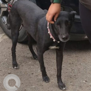 Missing: Black Male Indie Dog from Soami Nagar South near Pancsheel