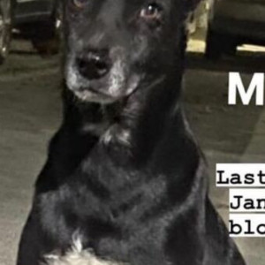 Missing: Black and White Male Indie Dog from C-2 Block Janakpuri-2